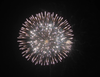 6'' Display Shell Twitter Glitter with White Strobe Pistil