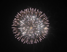 6'' Display Shell Twitter Glitter with White Strobe Pistil