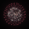 6 Inch Shell Dark Red with White Strobe Pistil