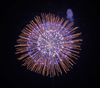 8" Display Shell Eight Layers Pistil